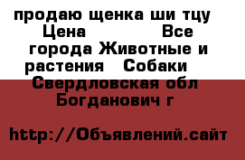 продаю щенка ши-тцу › Цена ­ 10 000 - Все города Животные и растения » Собаки   . Свердловская обл.,Богданович г.